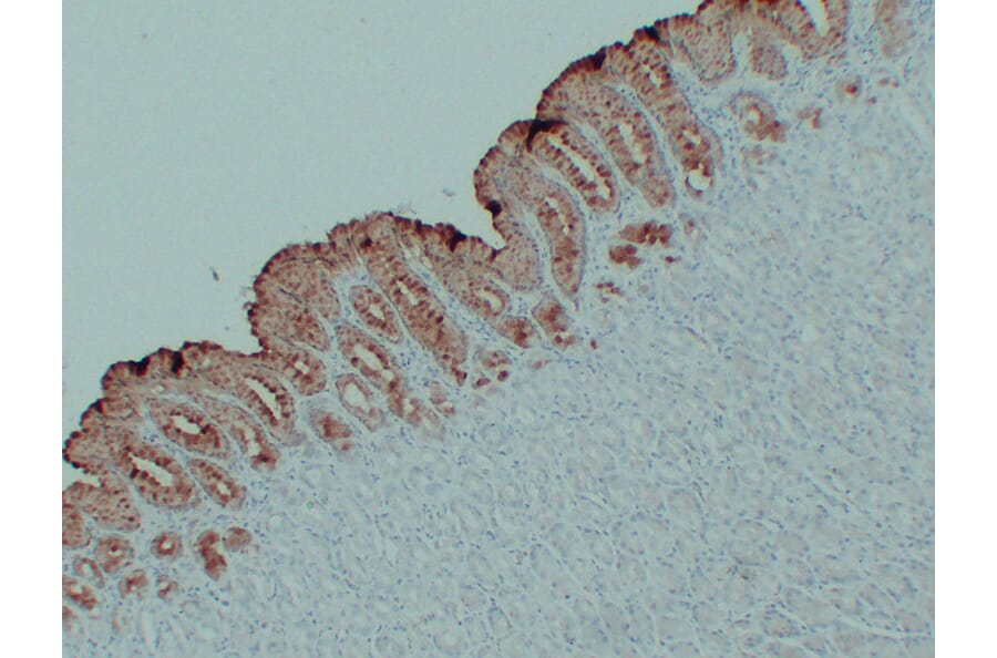 Immunohistochemistry - Anti-MUC5AC Antibody (V0097) - Antibodies.com