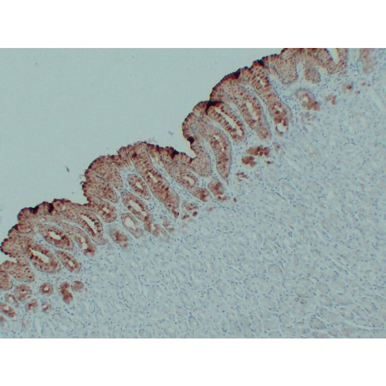Immunohistochemistry - Anti-MUC5AC Antibody (V0097) - Antibodies.com