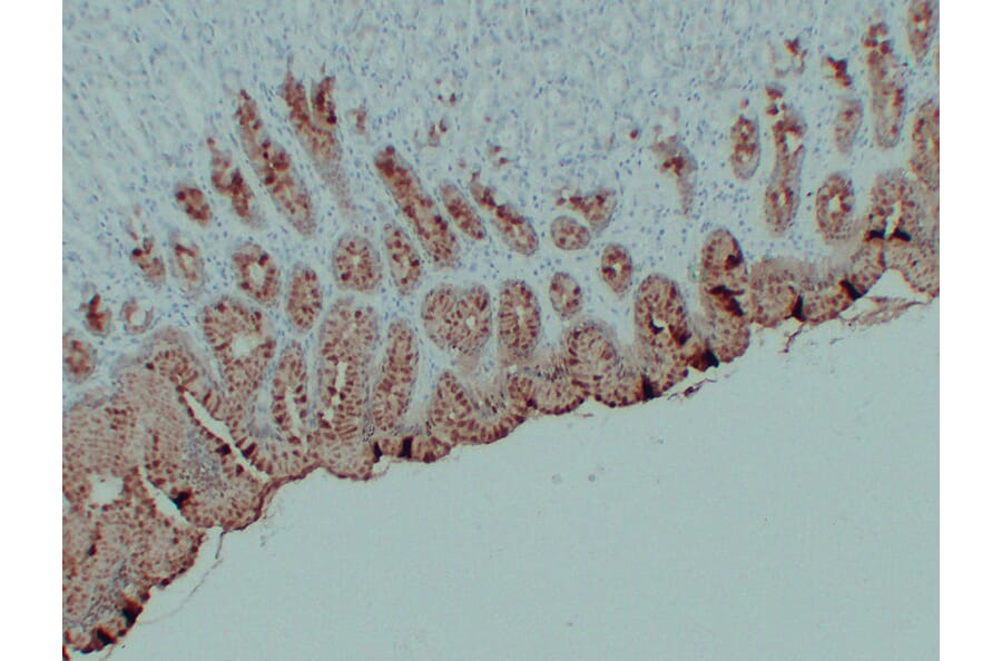 Immunohistochemistry - Anti-MUC5AC Antibody (V0097) - Antibodies.com