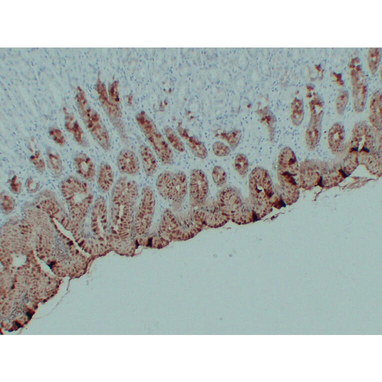 Immunohistochemistry - Anti-MUC5AC Antibody (V0097) - Antibodies.com