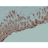 Immunohistochemistry - Anti-MUC5AC Antibody (V0097) - Antibodies.com