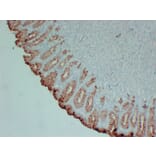 Immunohistochemistry - Anti-MUC5AC Antibody (V0097) - Antibodies.com