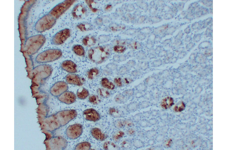 Immunohistochemistry - Anti-MUC5AC Antibody (V0097) - Antibodies.com