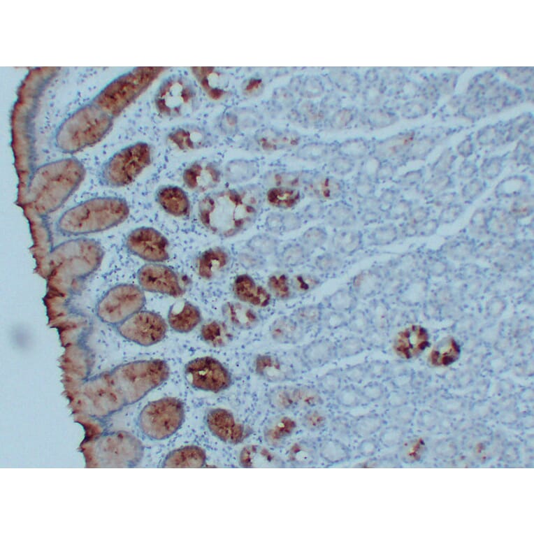 Immunohistochemistry - Anti-MUC5AC Antibody (V0097) - Antibodies.com