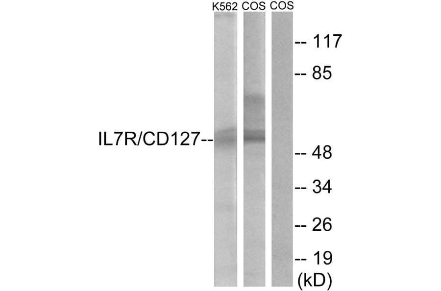 Western Blot - Anti-IL-7R Antibody (B1065) - Antibodies.com