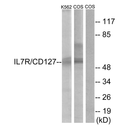 Western Blot - Anti-IL-7R Antibody (B1065) - Antibodies.com