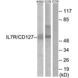 Western Blot - Anti-IL-7R Antibody (B1065) - Antibodies.com