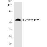 Western Blot - Anti-IL-7R Antibody (R12-2924) - Antibodies.com