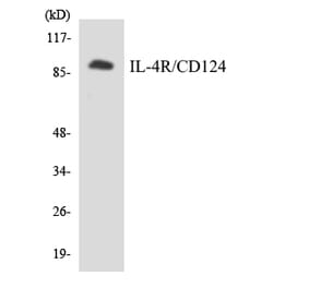 Western Blot - Anti-IL-4R Antibody (R12-2923) - Antibodies.com