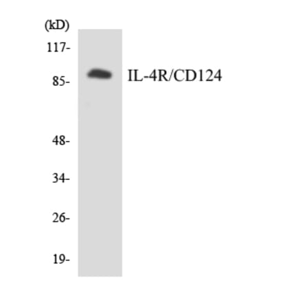 Western Blot - Anti-IL-4R Antibody (R12-2923) - Antibodies.com