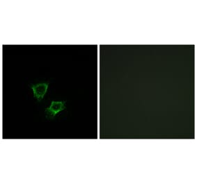 Immunofluorescence - Anti-ZNRF2 Antibody (C15596) - Antibodies.com