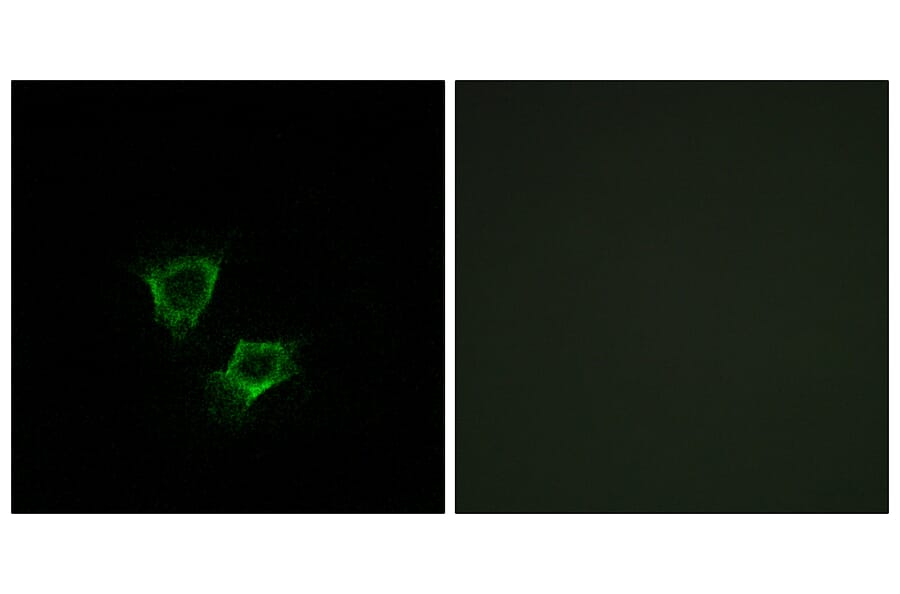 Immunofluorescence - Anti-ZNRF2 Antibody (C15596) - Antibodies.com