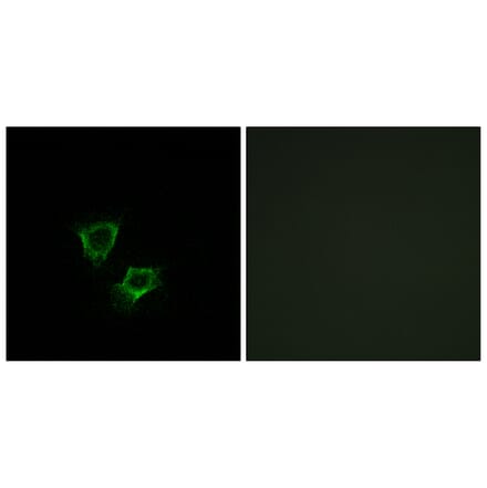 Immunofluorescence - Anti-ZNRF2 Antibody (C15596) - Antibodies.com