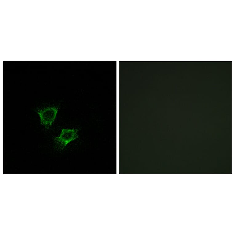 Immunofluorescence - Anti-ZNRF2 Antibody (C15596) - Antibodies.com