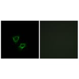 Immunofluorescence - Anti-ZNRF2 Antibody (C15596) - Antibodies.com