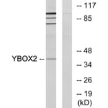 Western Blot - Anti-YBOX2 Antibody (C11938) - Antibodies.com