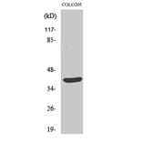 Western Blot - Anti-YBOX2 Antibody (C11938) - Antibodies.com