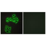 Immunofluorescence - Anti-VAMP4 Antibody (B1240) - Antibodies.com