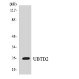 Western Blot - Anti-UBTD2 Antibody (R12-3666) - Antibodies.com