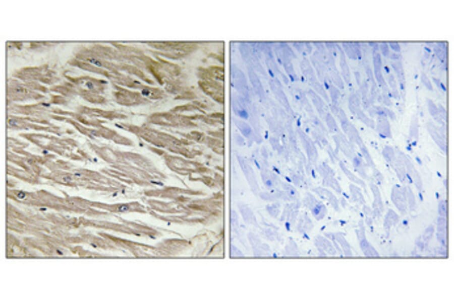 Immunohistochemistry - Anti-TUSC2 Antibody (C10196) - Antibodies.com