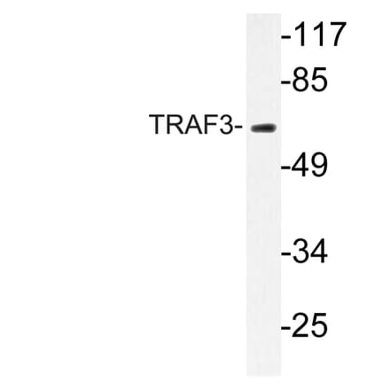 Western Blot - Anti-TRAF3 Antibody (R12-2385) - Antibodies.com