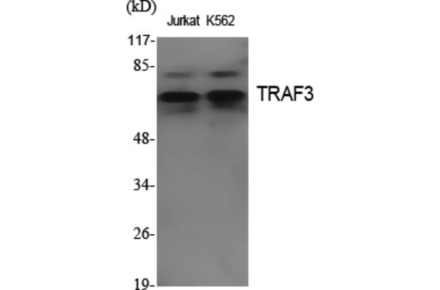 Western Blot - Anti-TRAF3 Antibody (R12-2385) - Antibodies.com