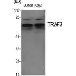 Western Blot - Anti-TRAF3 Antibody (R12-2385) - Antibodies.com