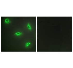 Immunofluorescence - Anti-TNF14 Antibody (C10109) - Antibodies.com