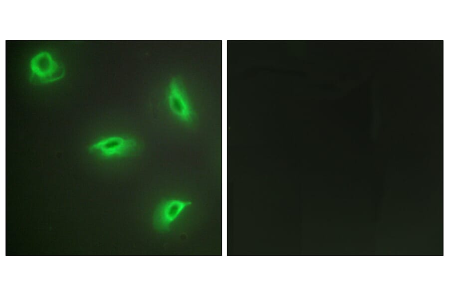 Immunofluorescence - Anti-TNF14 Antibody (C10109) - Antibodies.com