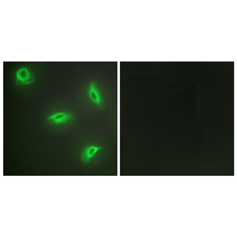 Immunofluorescence - Anti-TNF14 Antibody (C10109) - Antibodies.com