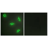 Immunofluorescence - Anti-TNF14 Antibody (C10109) - Antibodies.com