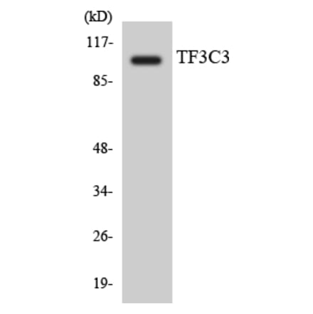 Western Blot - Anti-TF3C3 Antibody (R12-3615) - Antibodies.com