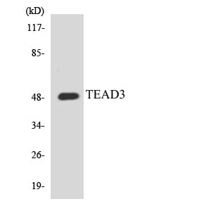 Western blot analysis of the lysates from HUVEC cells using Anti-TEAD3 Antibody.