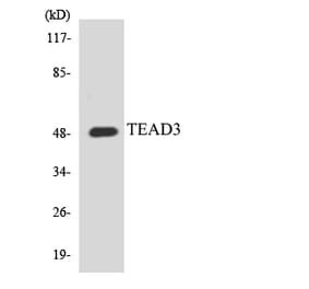 Western Blot - Anti-TEAD3 Antibody (R12-3610) - Antibodies.com