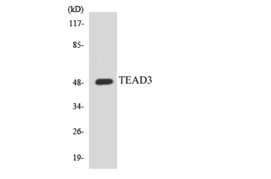 Western Blot - Anti-TEAD3 Antibody (R12-3610) - Antibodies.com