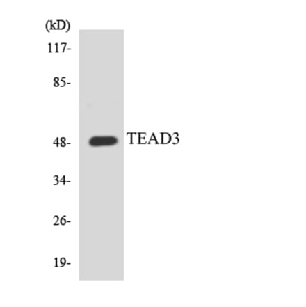 Western Blot - Anti-TEAD3 Antibody (R12-3610) - Antibodies.com