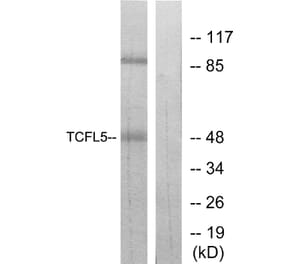 Western Blot - Anti-TCFL5 Antibody (C11878) - Antibodies.com