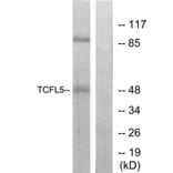 Western Blot - Anti-TCFL5 Antibody (C11878) - Antibodies.com