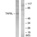 Western Blot - Anti-TAF6L Antibody (C11986) - Antibodies.com