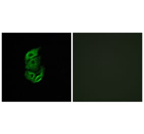 Immunofluorescence - Anti-STA13 Antibody (C11950) - Antibodies.com