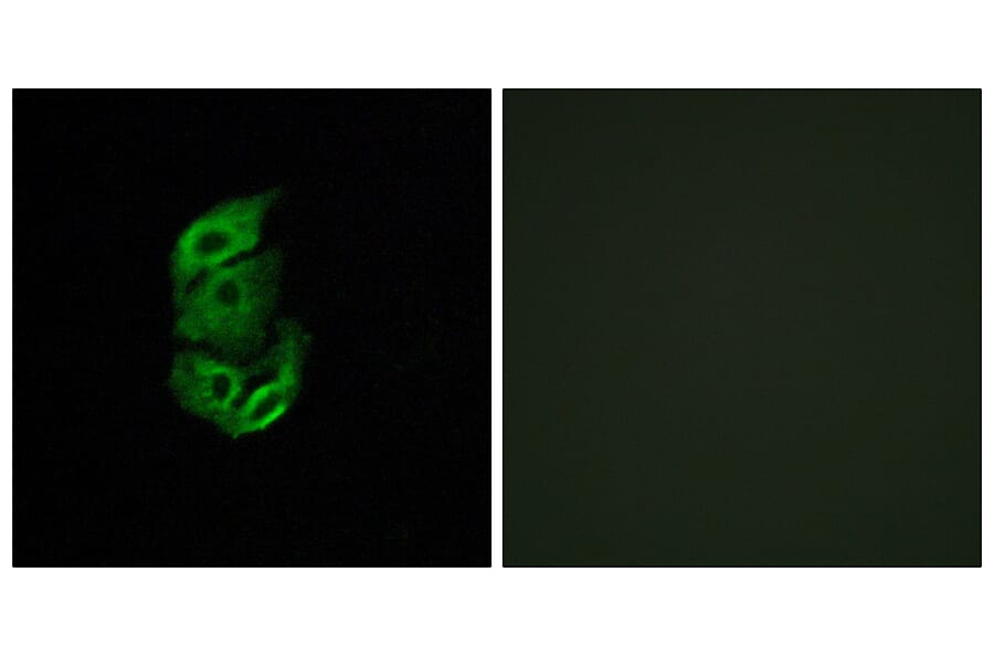 Immunofluorescence - Anti-STA13 Antibody (C11950) - Antibodies.com