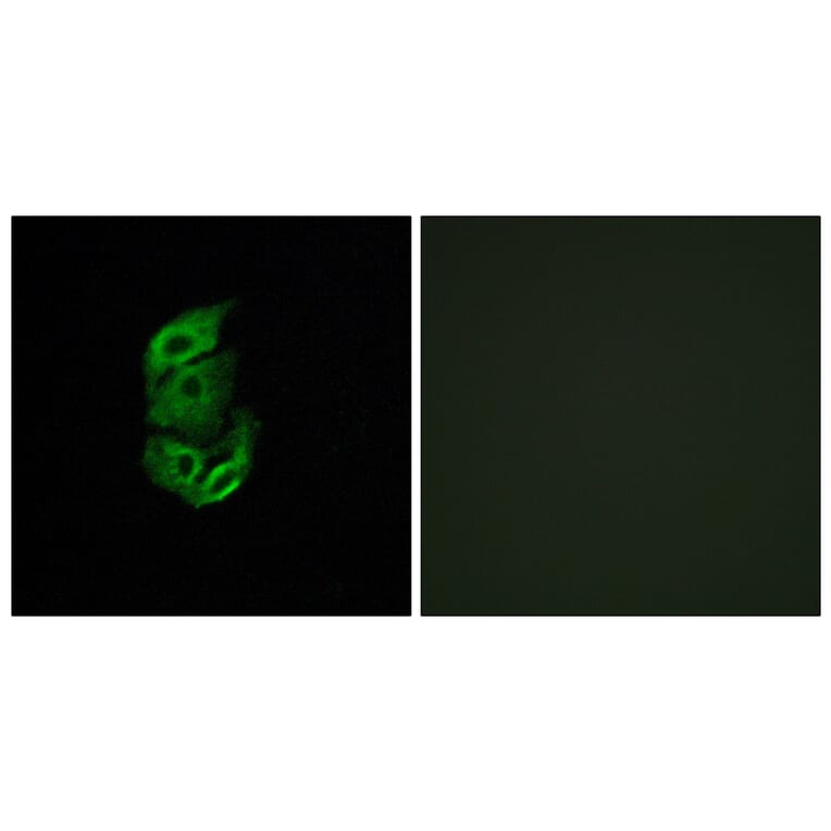 Immunofluorescence - Anti-STA13 Antibody (C11950) - Antibodies.com