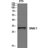 Western Blot - Anti-SNAI1 Antibody (B1235) - Antibodies.com