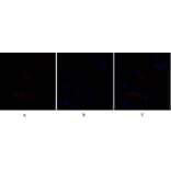 Immunofluorescence - Anti-SNAI1 Antibody (B1235) - Antibodies.com