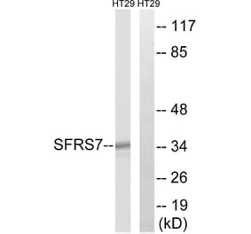 Western Blot - Anti-SFRS7 Antibody (C18943) - Antibodies.com