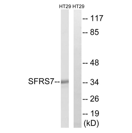 Western Blot - Anti-SFRS7 Antibody (C18943) - Antibodies.com