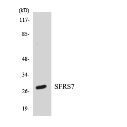 Western Blot - Anti-SFRS7 Antibody (R12-3499) - Antibodies.com