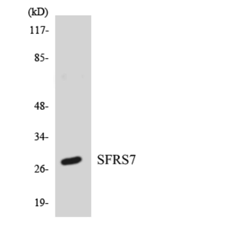 Western Blot - Anti-SFRS7 Antibody (R12-3499) - Antibodies.com