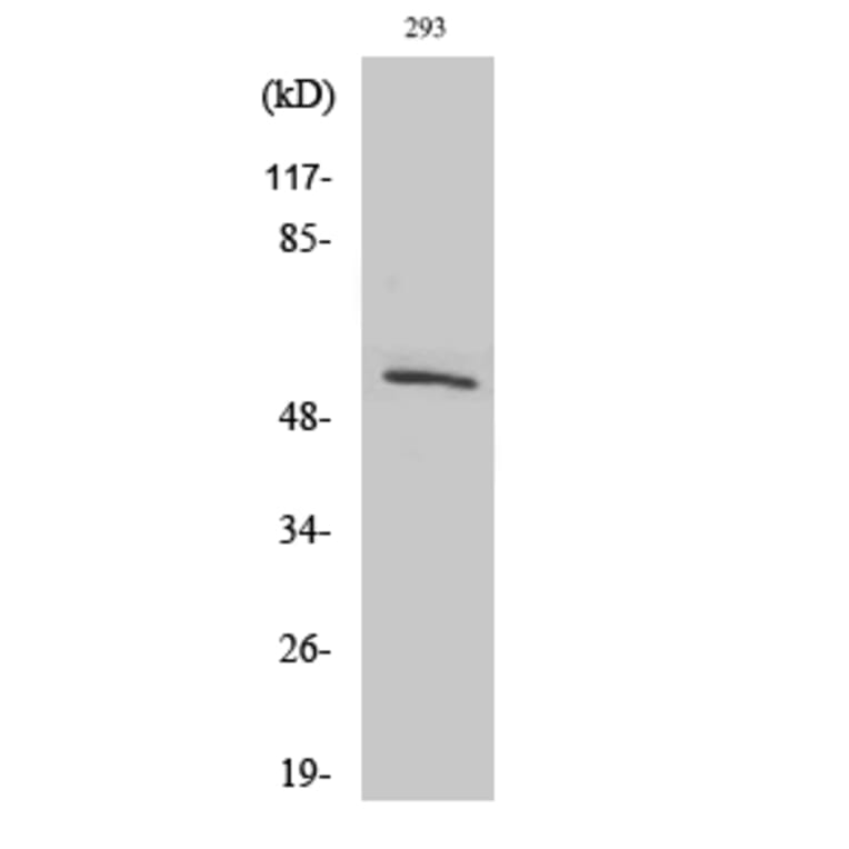 Western Blot - Anti-SFRS4 Antibody (C10906) - Antibodies.com