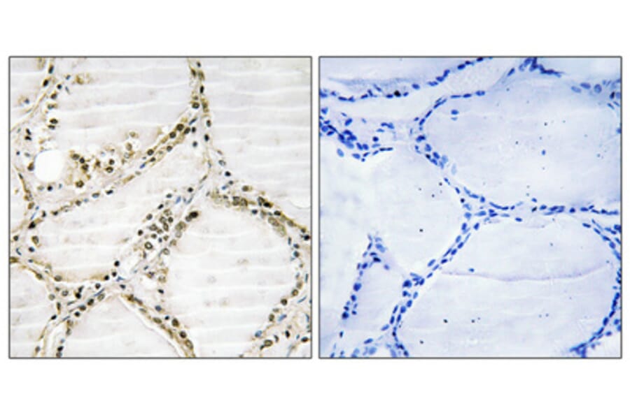 Immunohistochemistry - Anti-SFRS4 Antibody (C10906) - Antibodies.com